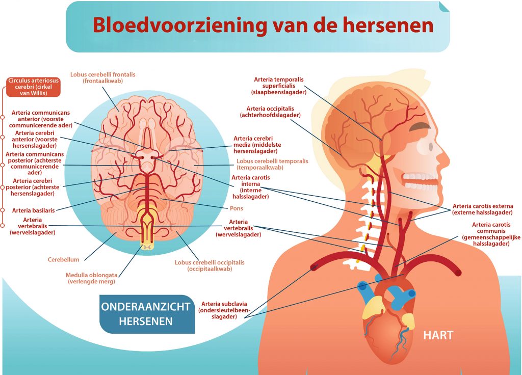 Bloedvoorziening van de hersenen